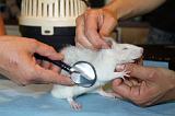 VETERINAIRE NAC 022